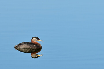 A migratory Red-necked Grebe (Podiceps grisegena) on Reflections Lake, Alaska.