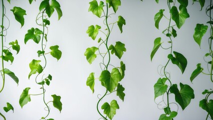 Fototapeta premium Green-leaved pumpkin vine with tendrils isolated on white background