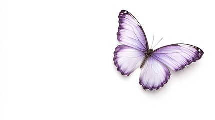 Naklejka premium Lavender butterfly on white nature beauty and transformation