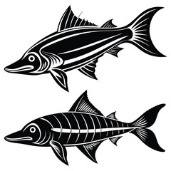 Fototapeta premium Vintage Black and White Fish Illustrations – Pike and Barracuda Art