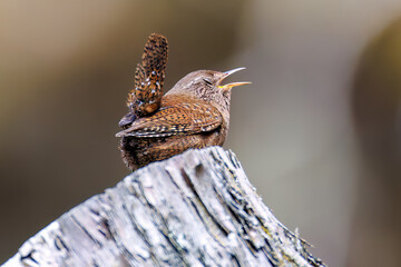 小さい体なのに大きな声で必死にさえずる可愛いミソサザイ（ミソサザイ科）
英名学名：Eurasian Wren (Troglodytes troglodytes)
新緑が美しい。
神奈川県清川村、早戸川林道-2025年
