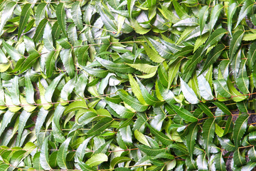 natural Ayurvedic medicine leaf background