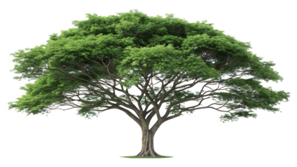 3d greenery woods tree on white background.png