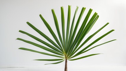 Fototapeta premium White background featuring single coconut and palm leaves with clipping path, ideal for design elements, tropical theme