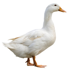 white duck standing isolated on transparent background
