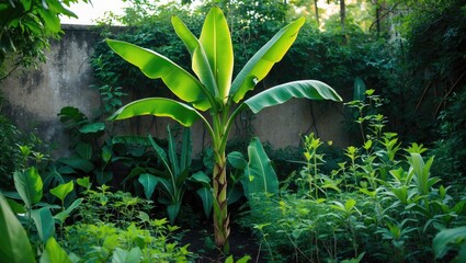 Obraz premium garden scene featuring a banana plant