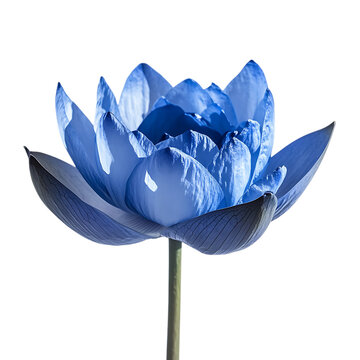 Bannire nympha bleue png