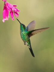 The violet-capped woodnymph (Thalurania glaucopis) is a species of hummingbird in the "emeralds", tribe Trochilin