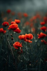 Obraz premium Vibrant Red Poppies in a Field of Lush Green Grass