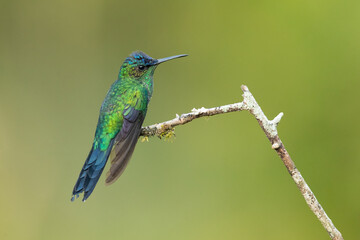 The violet-capped woodnymph (Thalurania glaucopis) is a species of hummingbird in the 