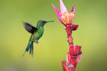 The violet-capped woodnymph (Thalurania glaucopis) is a species of hummingbird in the "emeralds", tribe Trochilin