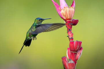 The violet-capped woodnymph (Thalurania glaucopis) is a species of hummingbird in the 