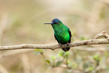 The violet-capped woodnymph (Thalurania glaucopis) is a species of hummingbird in the "emeralds", tribe Trochilin
