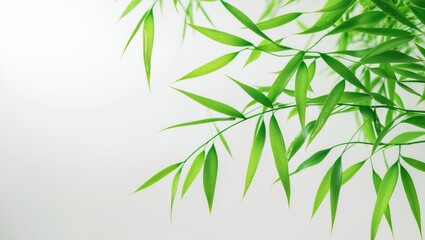 Sharp-resolution photo of moist bamboo leaves set on a white background