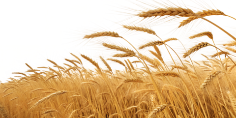 golden wheat field a harvest bounty on white background png