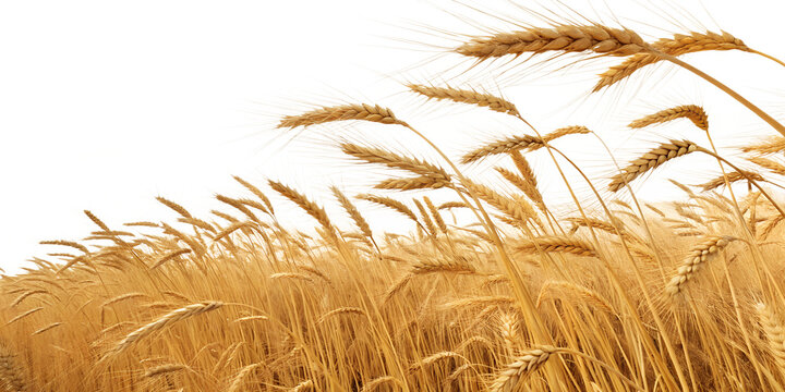 golden wheat field a harvest bounty on white background png