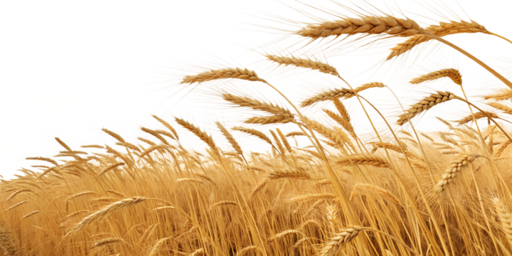 golden wheat field a harvest bounty on white background png