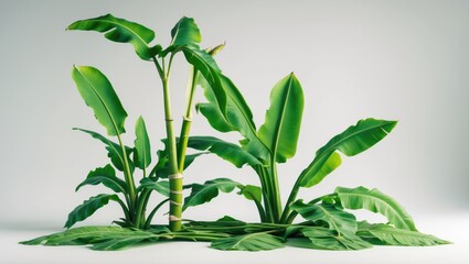 Tropical banana tree with fresh young leaves and shoots supporting healthy agriculture