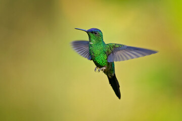 The violet-capped woodnymph (Thalurania glaucopis) is a species of hummingbird in the 