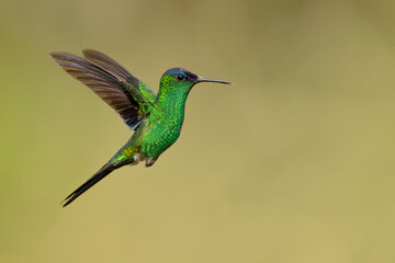 The violet-capped woodnymph (Thalurania glaucopis) is a species of hummingbird in the "emeralds", tribe Trochilin