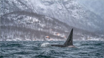 Fototapeta premium Majestic Orca Fin Emerging from Choppy Waters in a Snowy Mountain Landscape