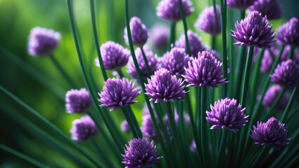 Fototapeta premium Blooming chives with violet flowers and lush green stems, a versatile edible herb for cooking.