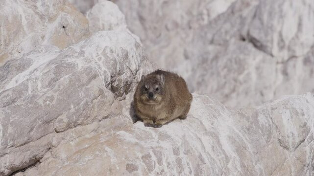 A rock hyrax lies on top of a sun-warmed rock at Boulders Beach, Western Cape, soaking up the heat as it basks in the sunlight.