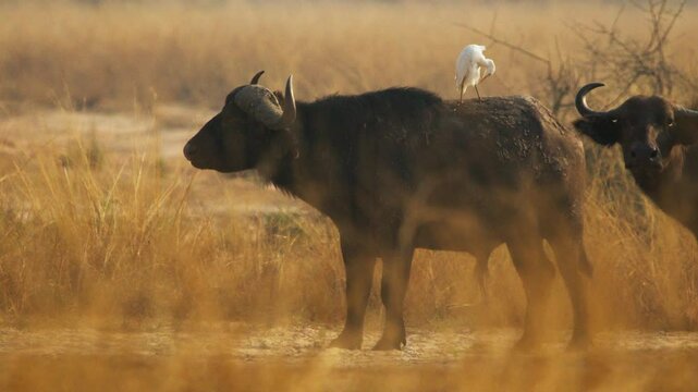 An African buffalo (Syncerus caffer) grazes in tall golden savanna grass as a cattle egret (Bubulcus ibis) perches on its back at sunrise in Uganda amid acacia floodplains at dawn, static camera shot