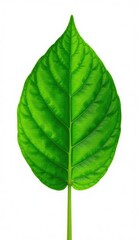 Obraz premium Single leaf with veins isolated on white background, solo leaf, green, plant details