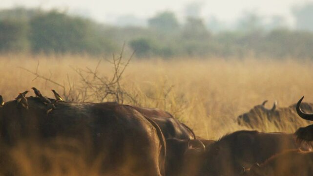 Herd of African buffalos (Syncerus caffer) crosses the savannah with red-billed oxpeckers (Buphagus erythrorhynchus) perched on their backs in golden light, slow motion