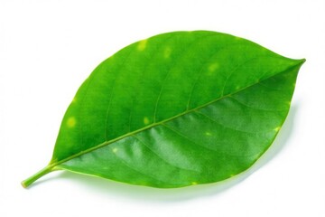 Fototapeta premium Single magnolia leaf isolated on white background, magnolia leaf, botanicals, greenery