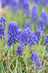 Muscari, also called grape hyacinth, is named for its purple flowers that resemble grapes. 