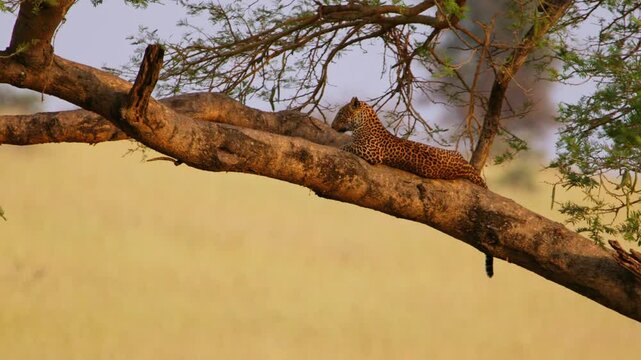 In Murchison Falls National Park Uganda a leopard rests on a wide acacia branch above tall golden grass, ears alert and gaze fixed on distant plains under soft dawn light in protected wilderness