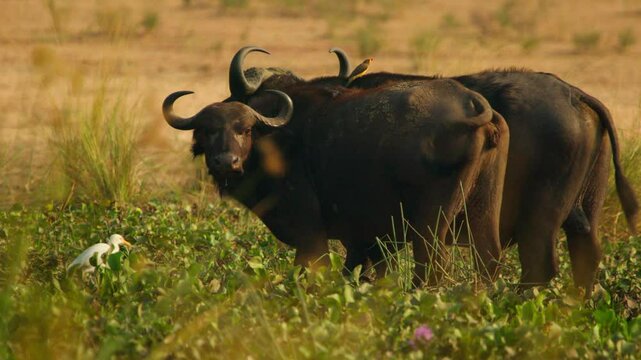 African buffalo (Syncerus caffer) stand chest deep in swampy Nile floodplain with ripples shimmer at Murchison Falls National Park Uganda, oxpeckers forage on their backs under soft golden dawn light