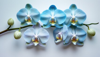 Obraz premium Bright tropical orchid blossom isolated on white, showcasing delicate and beautiful petals