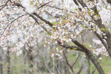 Full bloomed cherry blossoms. 