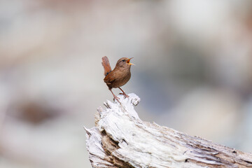 小さい体で大きな声で必死にさえずる可愛いミソサザイ（ミソサザイ科）
英名学名：Eurasian Wren (Troglodytes troglodytes)
新緑が美しい。
神奈川県清川村、早戸川林道-2025年
