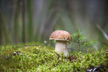 Wild King Bolete Mushroom Growing in Lush Green Forest Environment