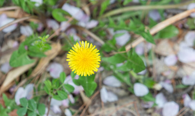 Common dandelions found by the roadside. Taraxacum officinale © two K