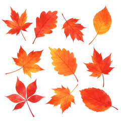 Obraz premium Autumn Orange and Red Watercolor Leaves Collection on White
