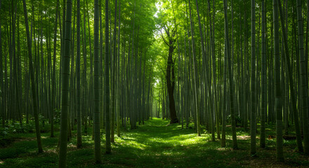 Obraz premium Bamboo Forest Path With Green Trees And Sunlight A Nature Photo