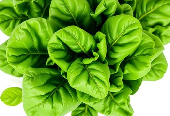 Fototapeta premium Vibrant green spinach leaves, fresh & isolated on white, spinach, leaves