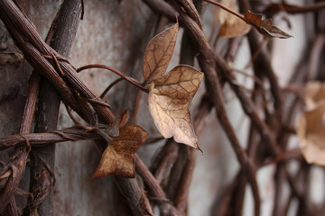 Close-up view of withered leaves clinging to dark brown branches.
