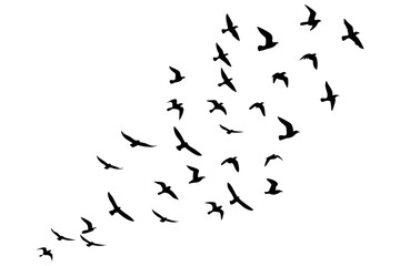 Flying Birds Silhouette Vector