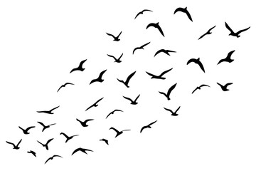 Fototapeta premium Flying Birds Silhouette Vector