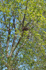 bird's nest. Among the green branches of the plane tree.