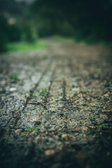 Muddy trail path with tire tracks in a quiet forest during a rainy day