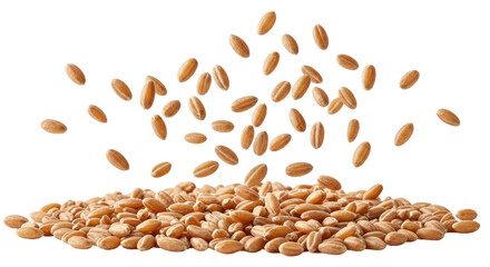 Isolated Stream of Emmer Wheat Grains Falling in Dynamic Motion