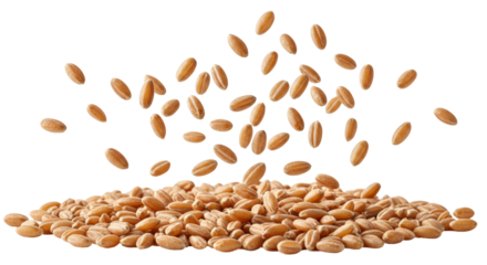 Isolated Stream of Emmer Wheat Grains Falling in Dynamic Motion