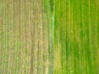 Aerial view of agricultural field with contrasting crop patterns